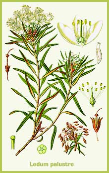 Ledum