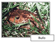 Bufo