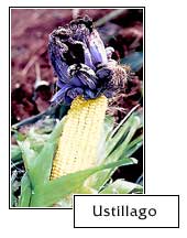 Ustillago corn fungus
