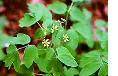 Caulophyllum
