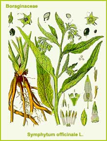Symphytum officinale